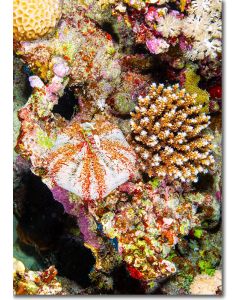 Collector urchin perched on the reef by Acropora coral