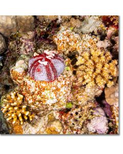 Collector urchin scattered with baby corals