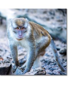 Crab-eating Macaque