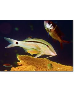 Dash & Dot Goatfish vibrantly contrasting the deep blue sea