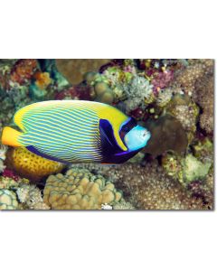 Emperor Angelfish within sea corals