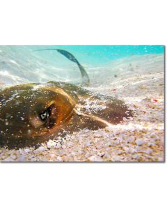 Feathertail Stingray - Eye of a Stingray