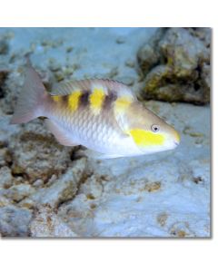 Five-saddle Parrotfish in the reef shallows