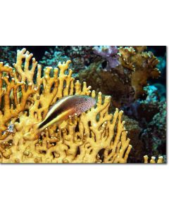 Freckled Hawkfish nestled in golden fire corals