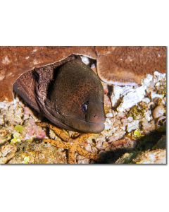 Giant Moray peeping out from a coral nook