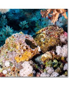 Golden dotted flatworm undulating over coral reef