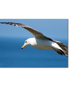 Seagull in flight swooping out over the sea