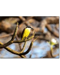 Great Kiskadee perched on a Paos magnolia