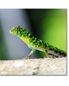 Green Crested Lizard stalking prey in the rainforest