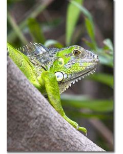 Green Iguana Close-up