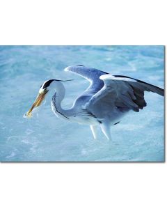 Grey Heron Spearing a Fish