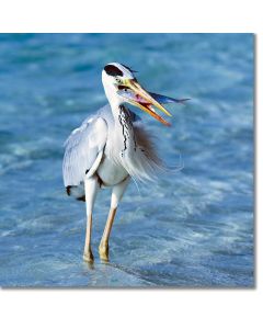 Grey Heron Catching Fish