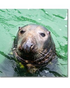 Grey Seal (bull) curiously inspecting the photographer