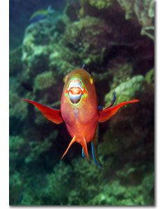 Indian Ocean Steephead Parrotfish displaying curiosity