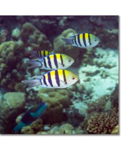 Indo-Pacific Sergeant Fish hovering by a rocky reef