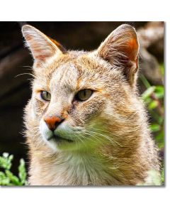 Jungle cat in contemplation