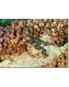 Juvenile Giant Clam growing by Cauliflower corals