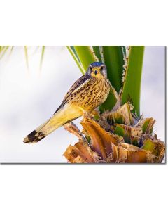 Desert Raptor - Sparrowhawk perched in the shade of a palm