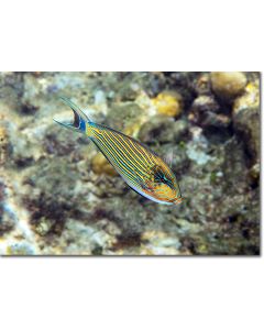 Lined Surgeonfish swimming over sea rubble overgrown with algae