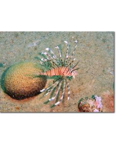 Lionfish amid textured honeycomb coral