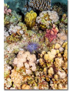 Long spined sea urchin among pastel corals