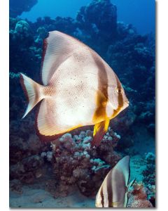 Longfin Spadefish (batfish) in the deep blue