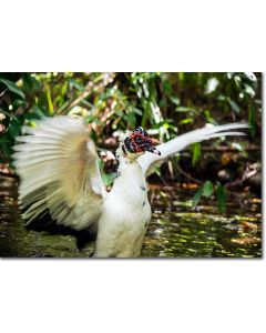 Drake in a flap - Muscovy Duck fanning its wings