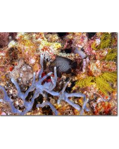 Nagasaki Damsel amidst attractive underwater flora