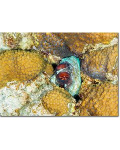 Octopus eyes peeping out from a hidey hole