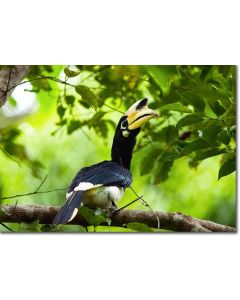 Berry Hunt - Oriental Pied Hornbill