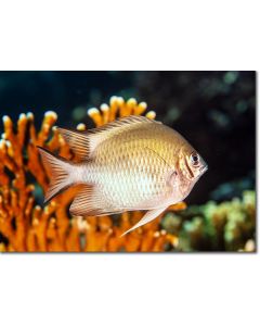 Maldives Damselfish in an astoundingly clear lagoon