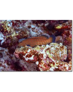 Bluespotted Grouper perched on a reef ledge