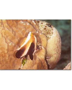 Phantom Bannerfish, a ghostly shadow in the corals