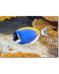 Close-up portrait of a Powder Blue Surgeonfish