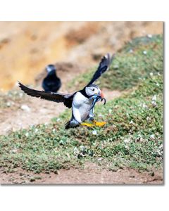 Puffin landing with sand eels