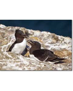 Nesting Razorbills on a coastal cliff, Skomer Island