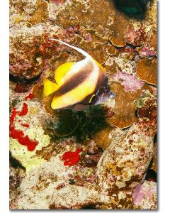 Red Sea Pennant Coralfish shining out against the reef