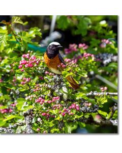 Redstart amongst the pink flowers of a Hawthorne