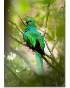 Iridescent Resplendent Quetzal