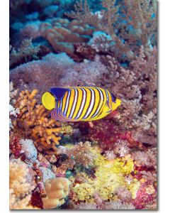 Royal Angelfish deep in the Red Sea