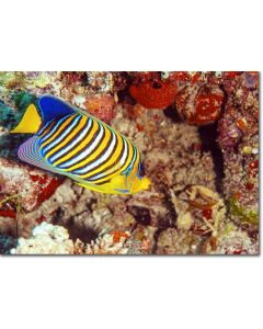 Royal Angelfish flitting among sea corals