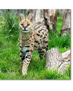 Serval Wolf-deer