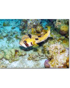 Shortspine Porcupinefish emerging from a coral cave