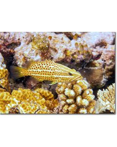 Slender Grouper hiding behind a cauliflower coral