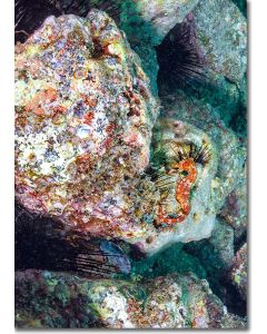 Spiny Seahorse elegantly poised on a rocky ledge