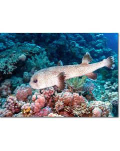 Spot-fin porcupinefish swimming through a coral ravine