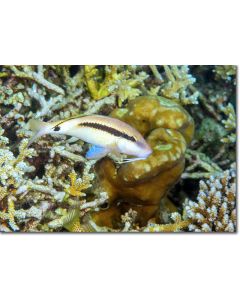 Spotted Golden Goatfish hovering over corals