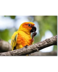 Sun parakeet feeding on a fig