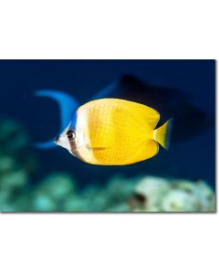 Sunburst Butterflyfish, vibrant in the deep blue sea