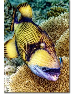 Titan Triggerfish (enhanced image) - Giant titan of the Reef